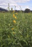 Crotalaria juncea