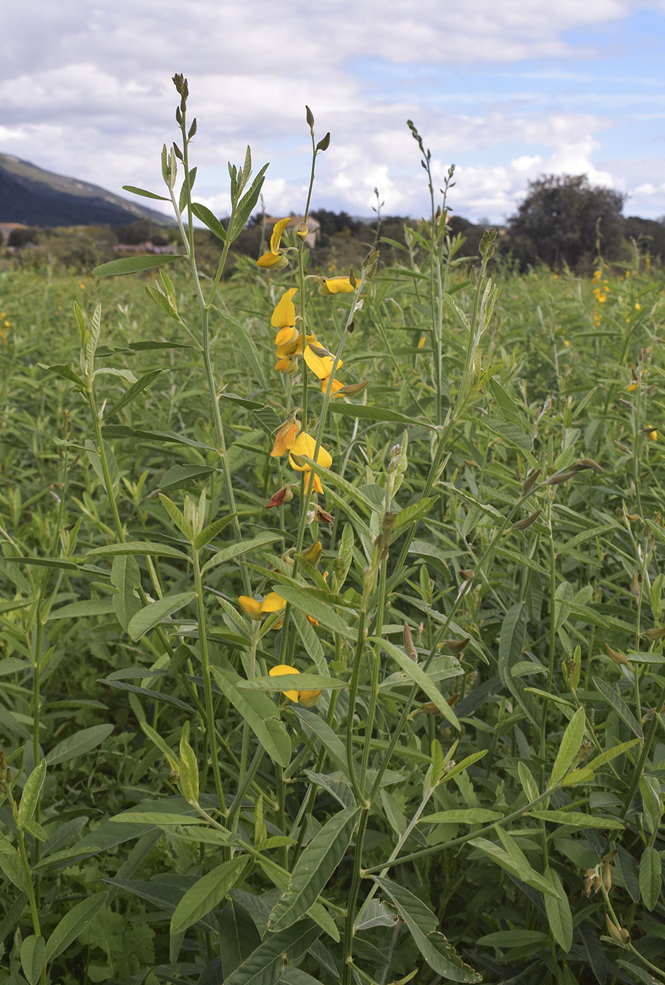 Изображение особи Crotalaria juncea.