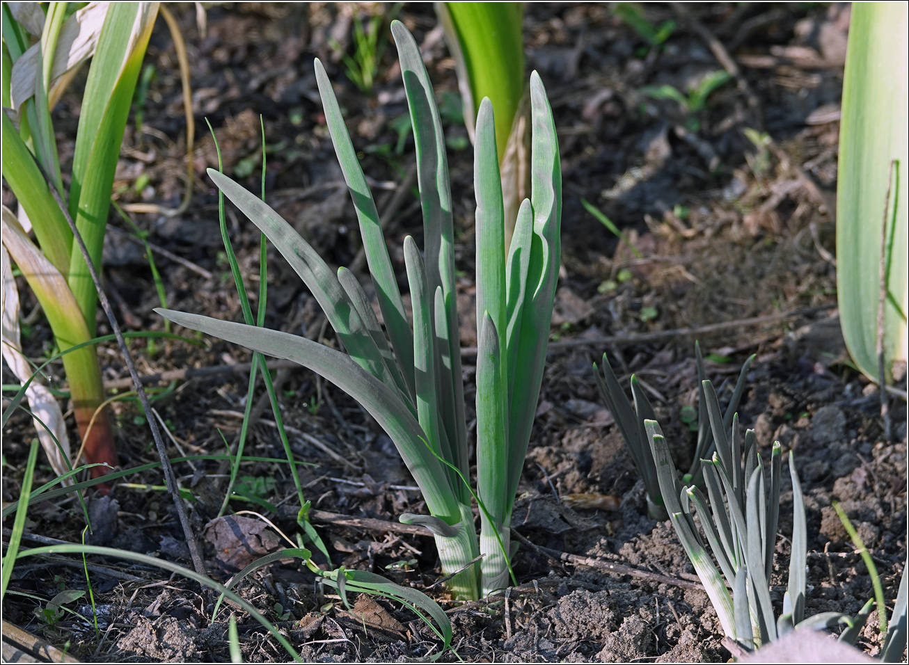 Image of genus Allium specimen.