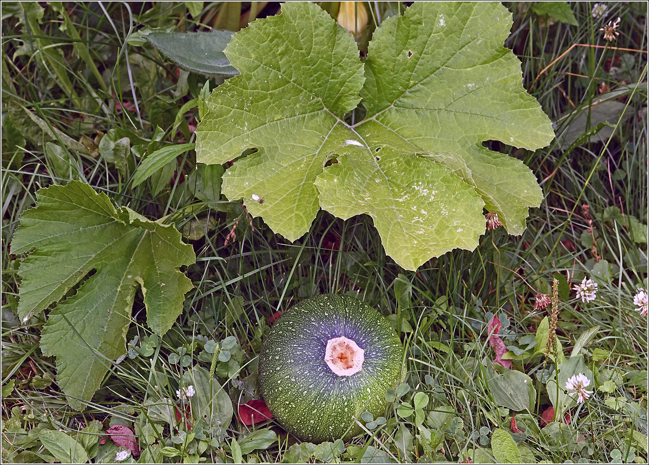 Image of Cucurbita pepo specimen.