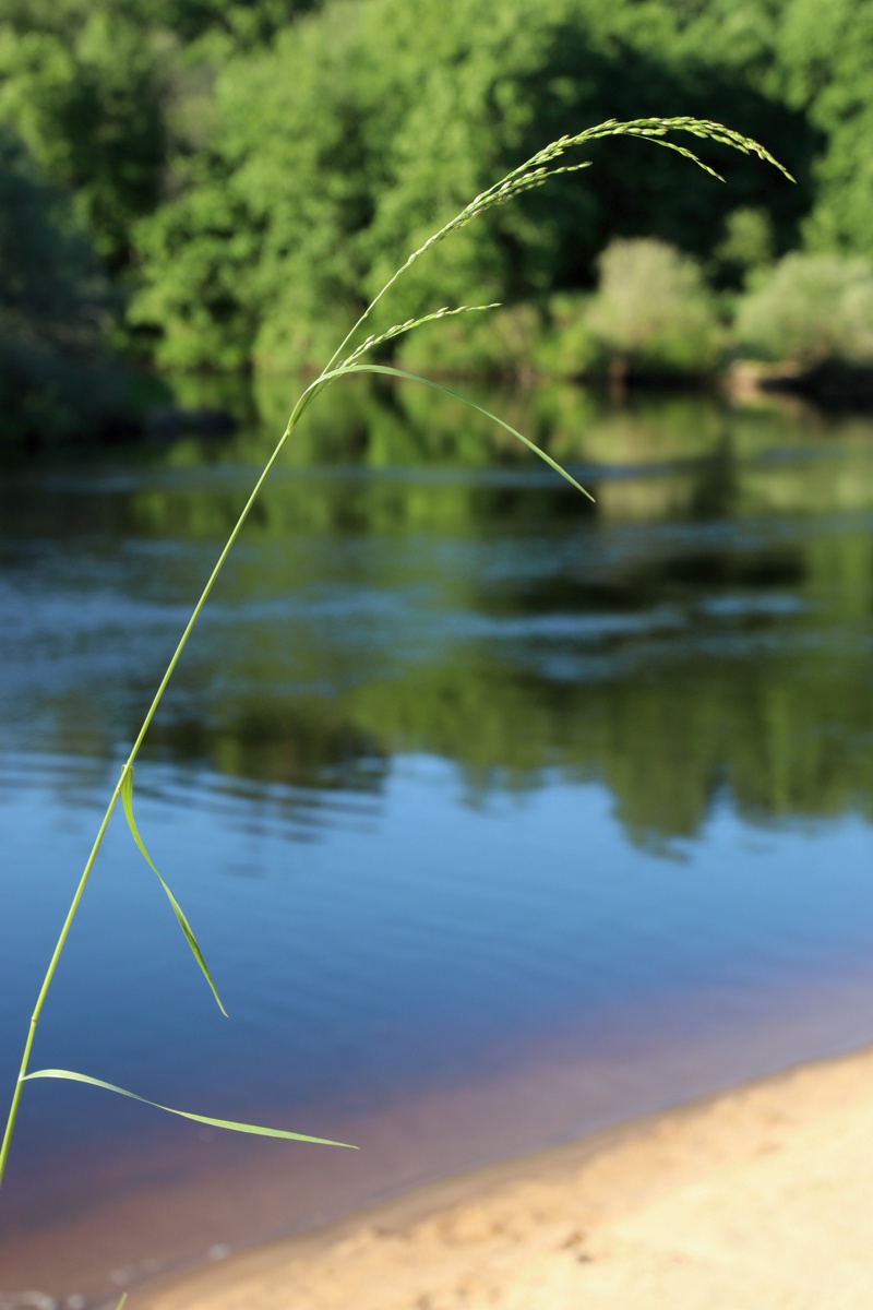 Image of Agrostis gigantea specimen.