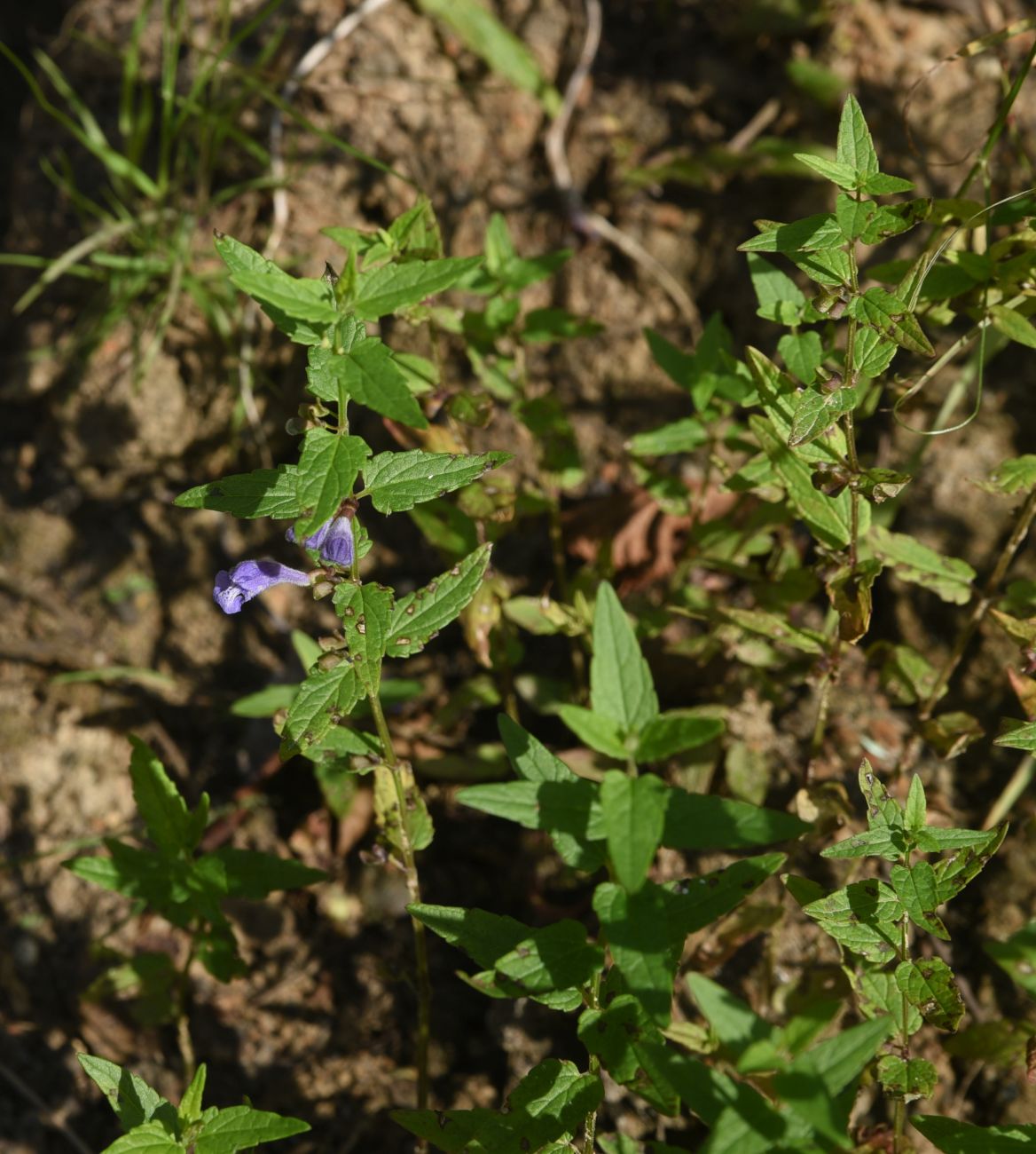 Изображение особи Scutellaria galericulata.