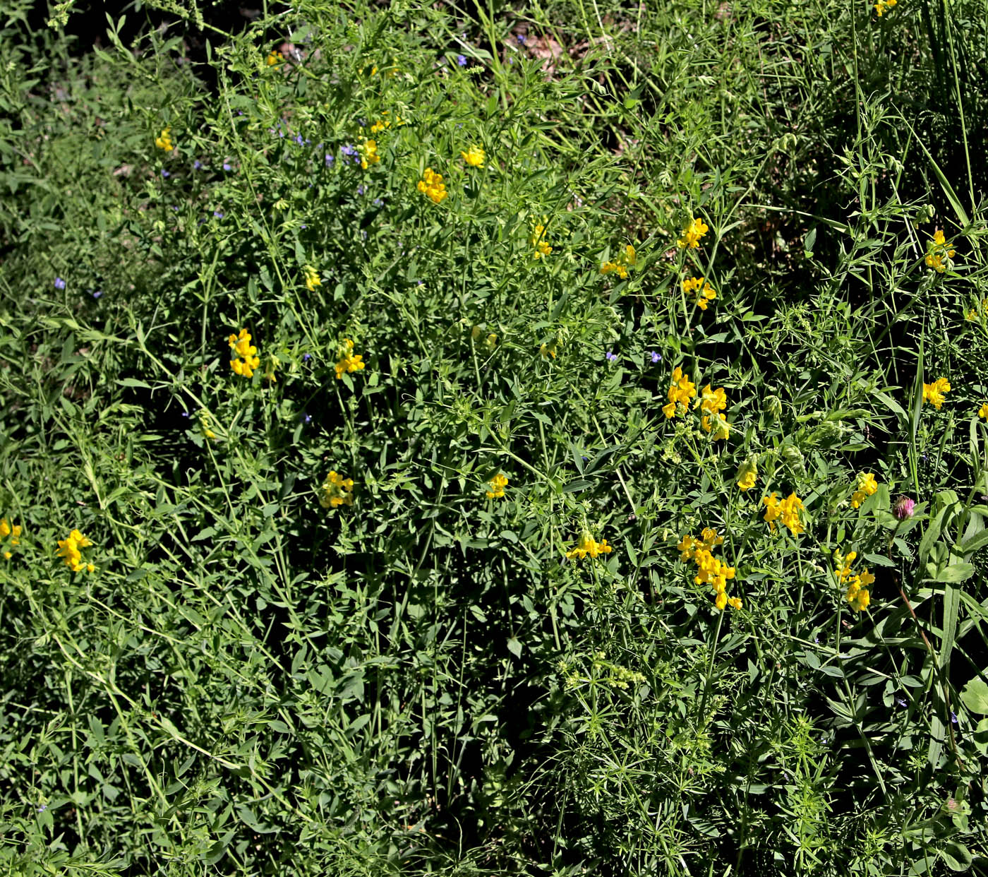 Image of Lathyrus pratensis specimen.