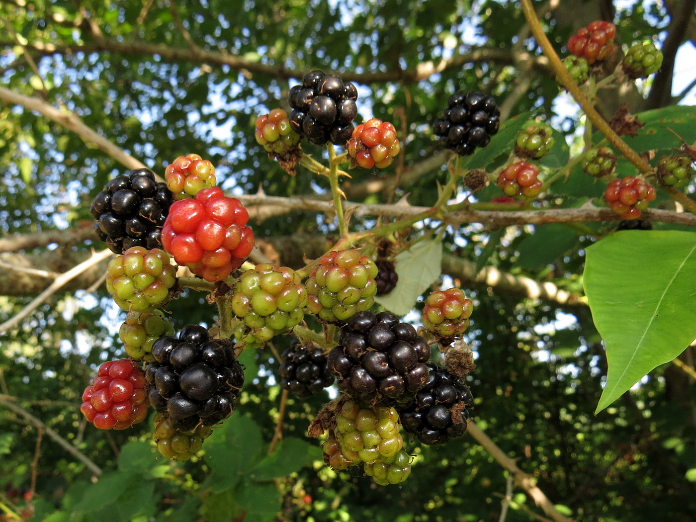 Изображение особи Rubus sanctus.