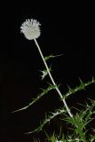 genus Echinops