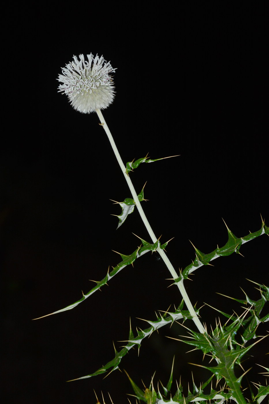 Image of genus Echinops specimen.