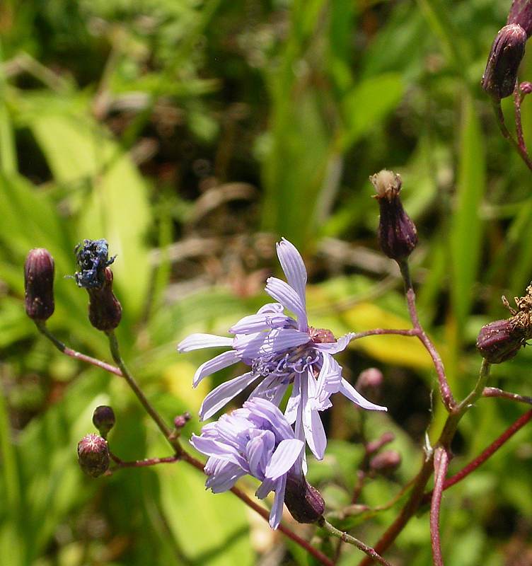 Image of Lactuca sibirica specimen.