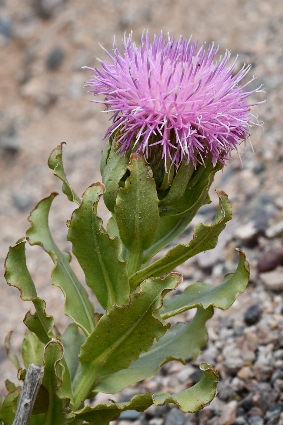 Image of Jurinea robusta specimen.