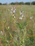 Astragalus sulcatus. Верхняя часть цветущего и плодоносящего растения. Ульяновская обл., Мелекесский р-н, долина р. Бирля, остепнённый луг с участками засоления. 12.08.2023.