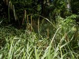 Carex pendula. Побег с соплодиями, части листьев. Крым, Южный Берег, городской округ Ялта, Массандровский парк. 29.05.2024.