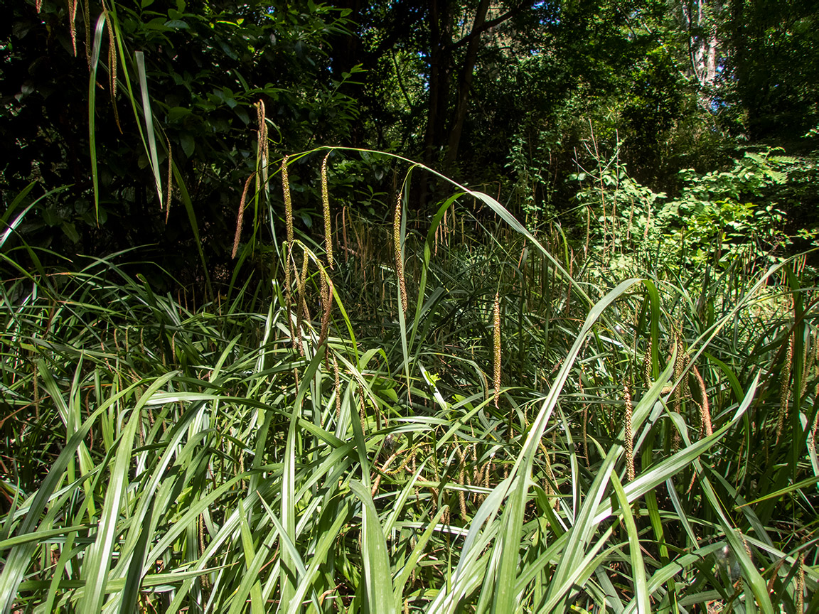 Изображение особи Carex pendula.