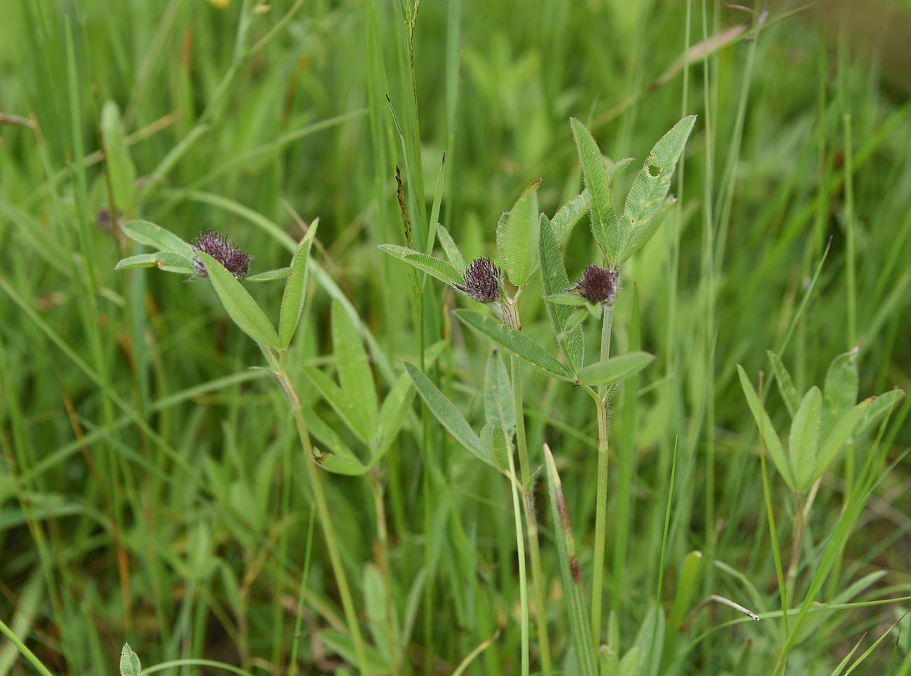 Изображение особи Trifolium alpestre.