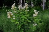 Filipendula ulmaria. Цветущие растения в сообществе с Equisetum. Вологодская обл., Кирилловский р-н, Ципина гора, влажный участок на опушке смешанного леса. 12.07.2024.