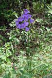 Campanula persicifolia