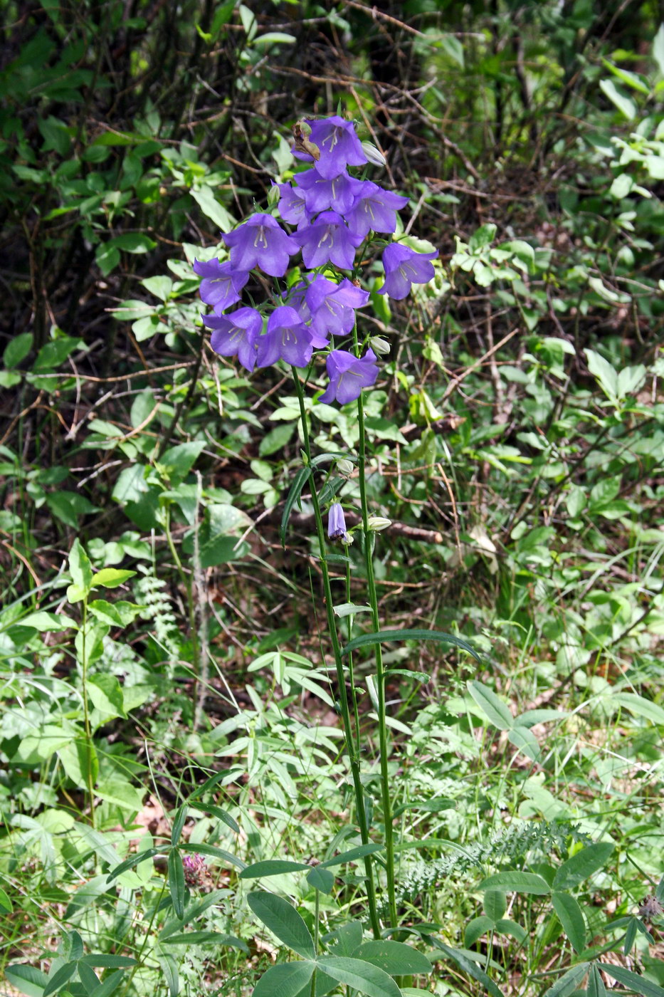 Image of Campanula persicifolia specimen.