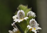 genus Euphrasia