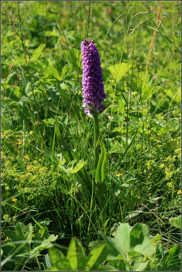 Image of Dactylorhiza baltica specimen.