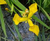 Iris pseudacorus