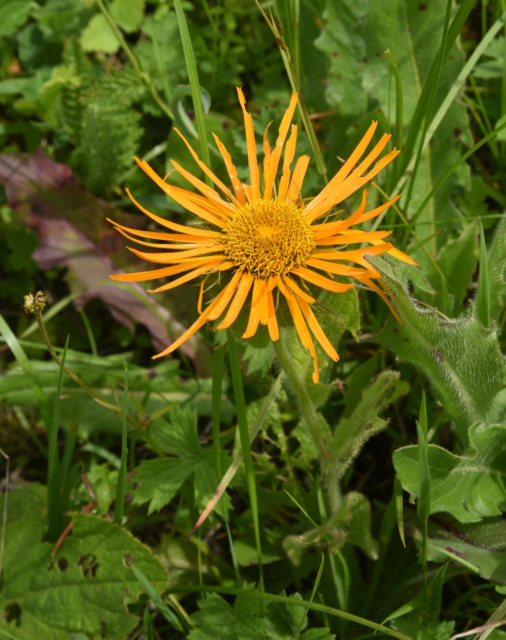 Image of Inula orientalis specimen.