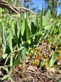Смотреть изображение Polygonatum odoratum