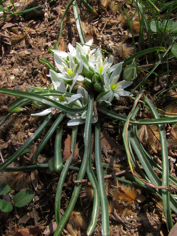 Image of Ornithogalum refractum specimen.