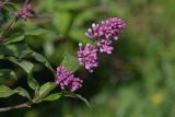 View full-size image Syringa × henryi