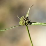 Смотреть изображение Cyperus michelianus