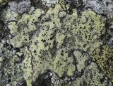 Смотреть изображение Rhizocarpon lecanorinum