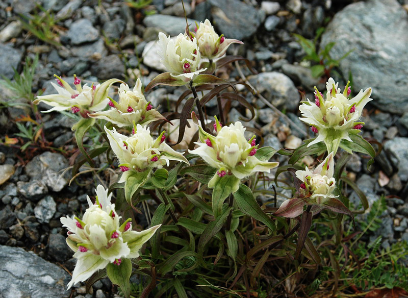 Изображение особи Castilleja hyparctica.