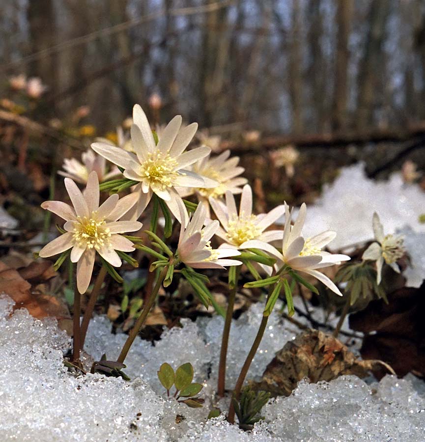 Изображение особи Anemone raddeana.