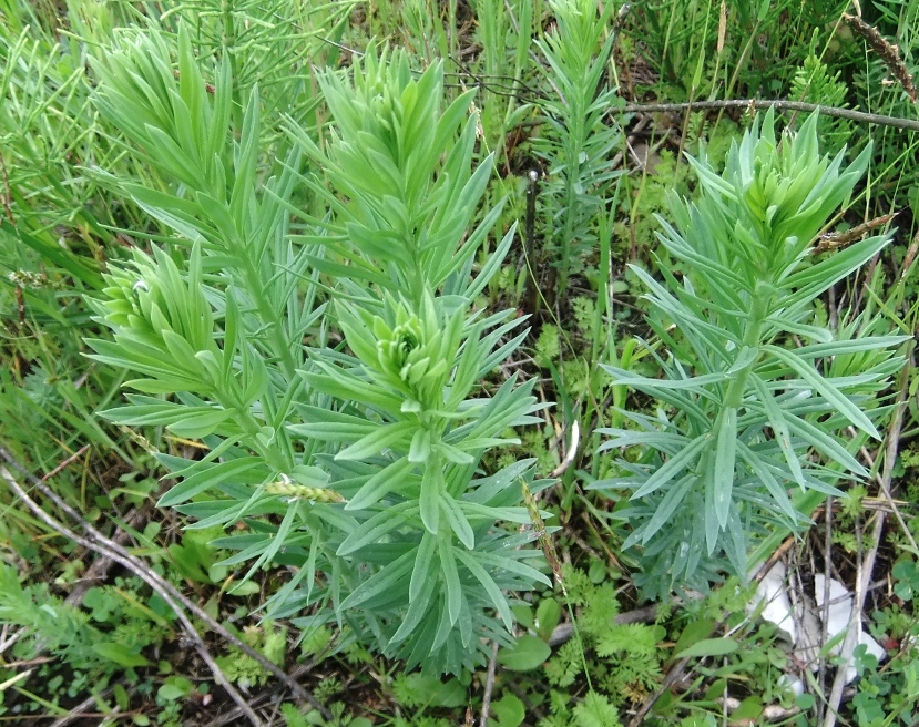 Image of genus Linaria specimen.