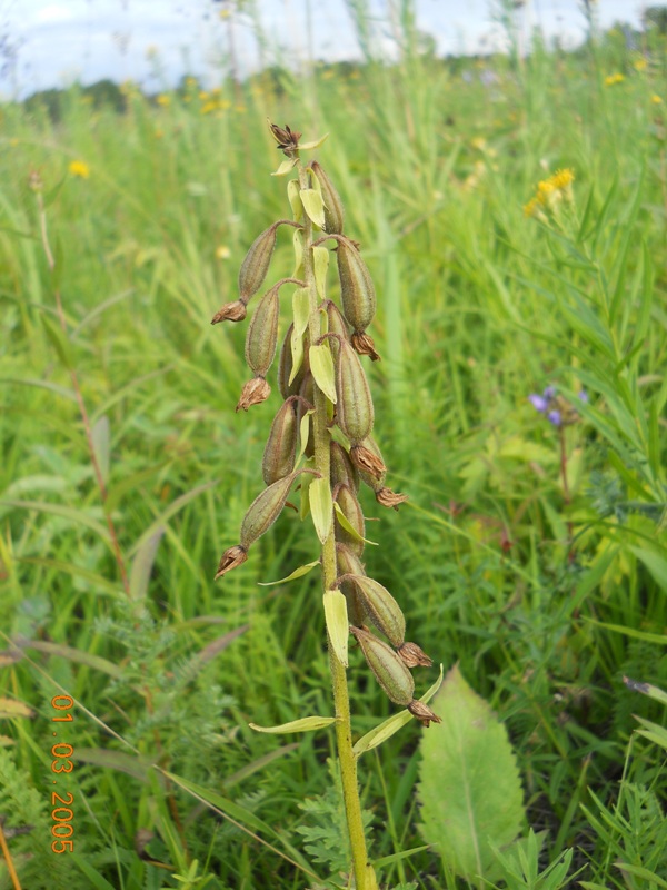 Изображение особи Epipactis palustris.