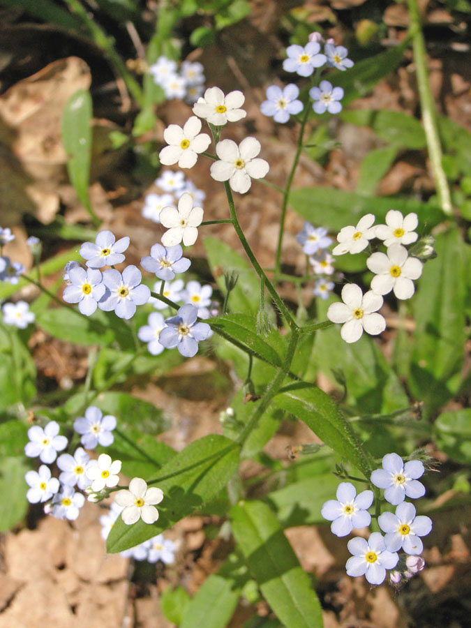 Изображение особи Myosotis sylvatica.