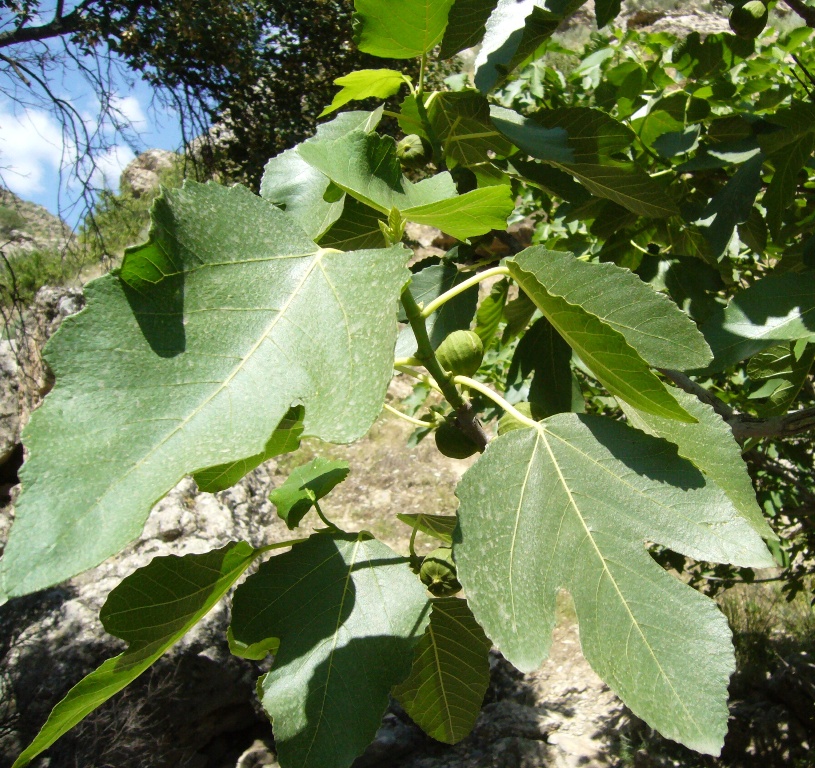 Image of Ficus carica specimen.