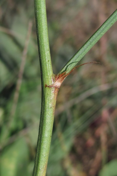 Image of Limonium scoparium specimen.