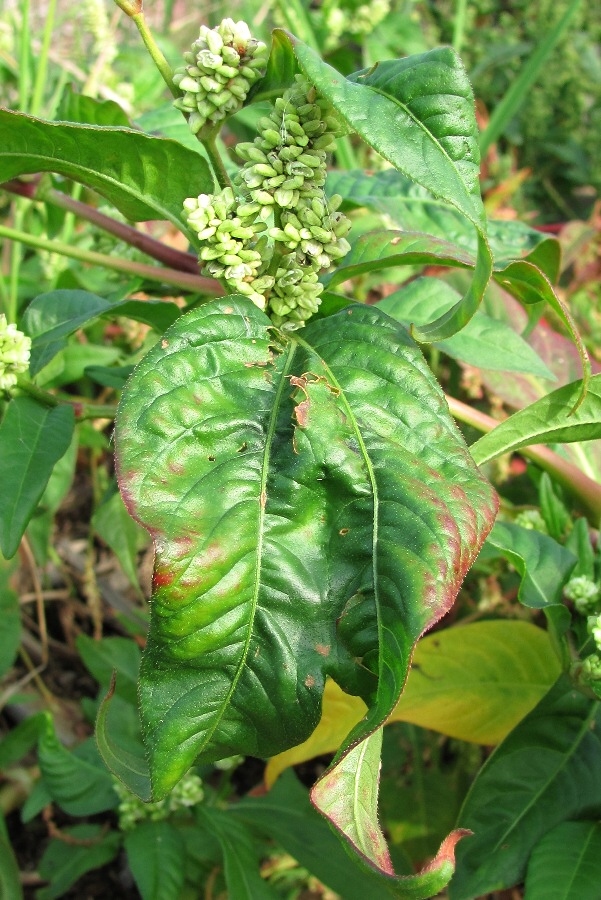 Image of Persicaria scabra specimen.