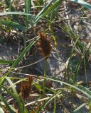 Carex kobomugi