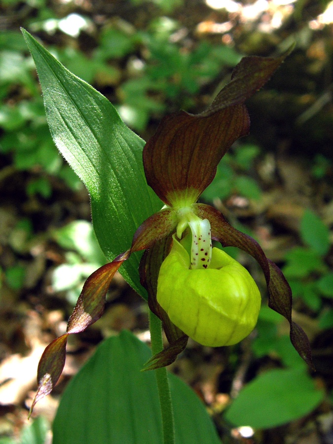 Image of Cypripedium calceolus specimen.