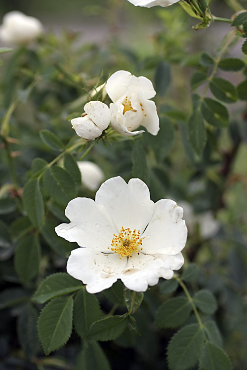 Image of genus Rosa specimen.