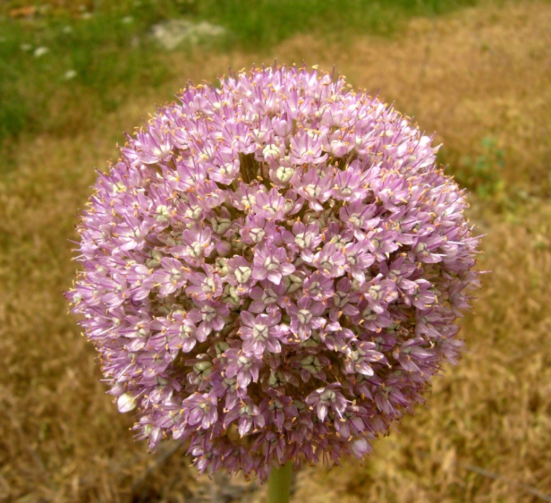 Image of Allium giganteum specimen.