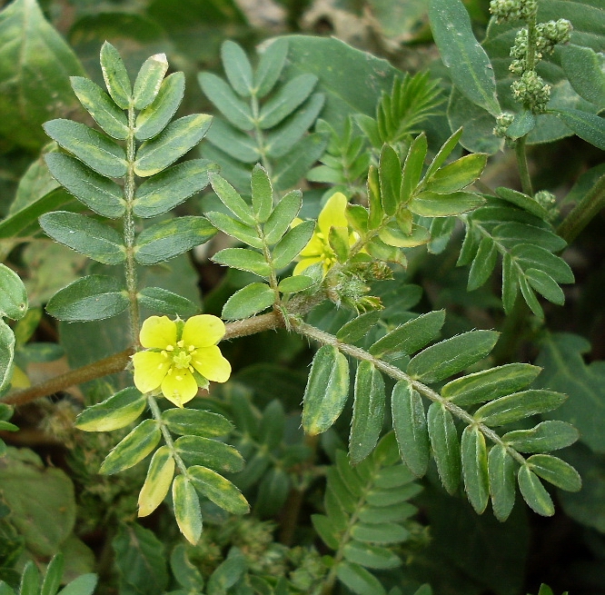 Image of Tribulus terrestris specimen.