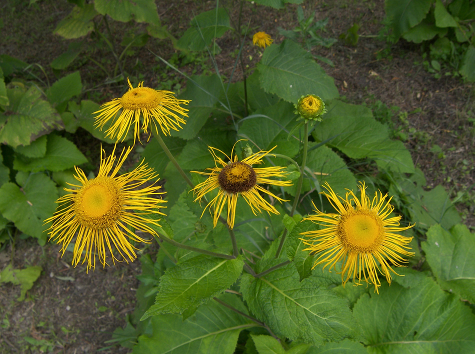 Image of Telekia speciosa specimen.