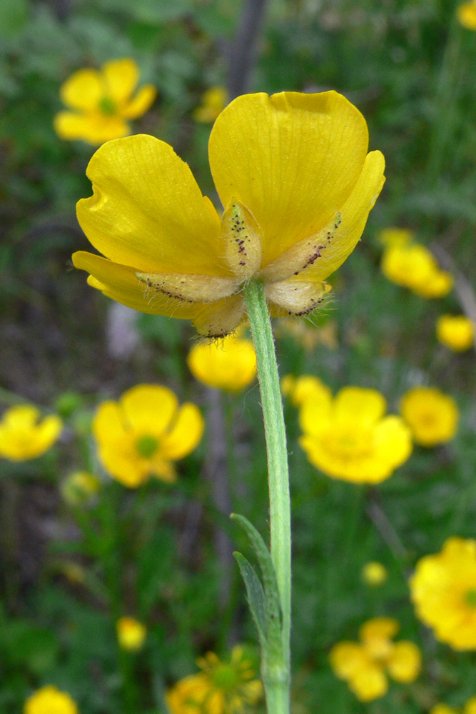 Image of Ranunculus polyanthemos specimen.