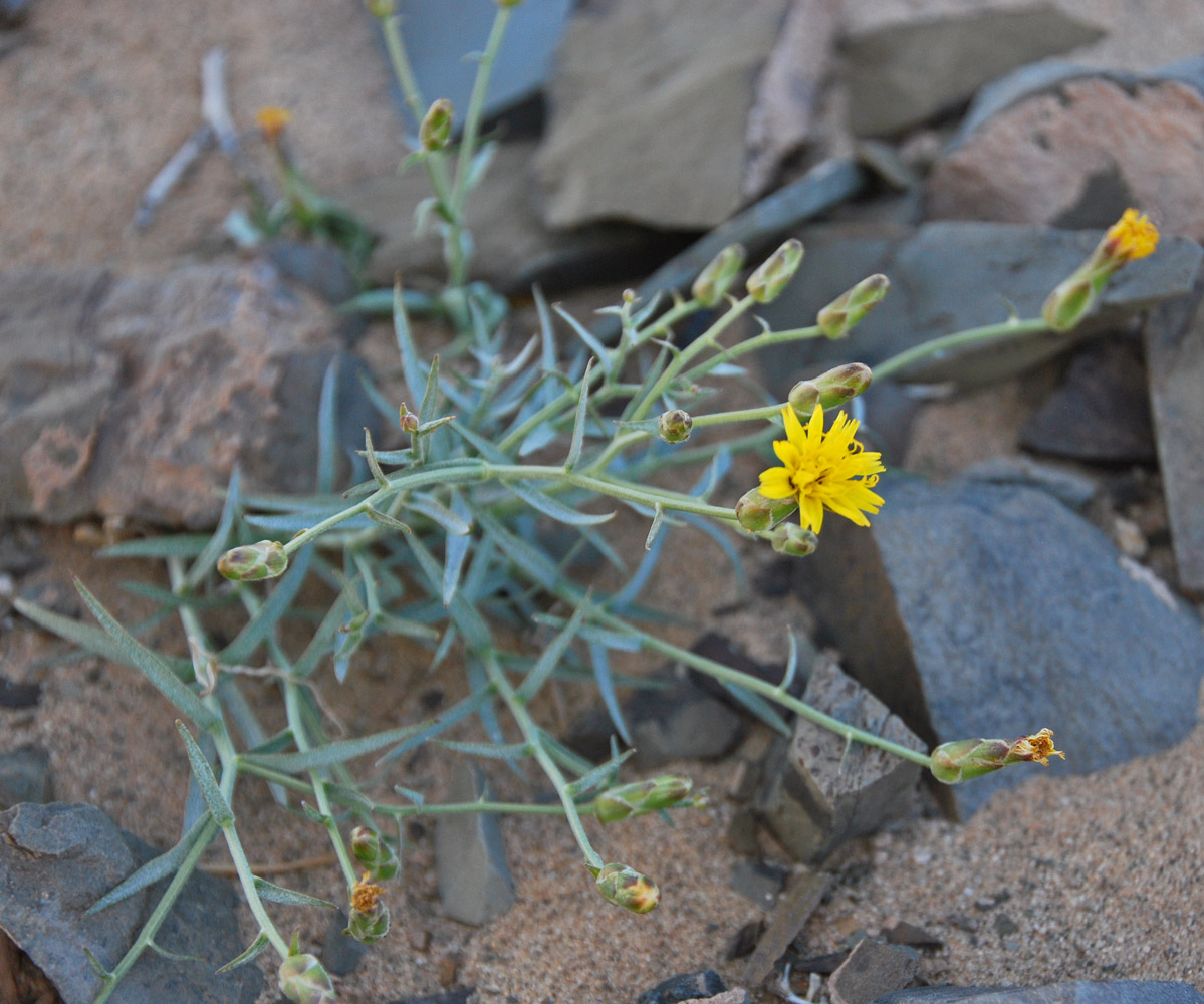 Image of Scorzonera pseudodivaricata specimen.