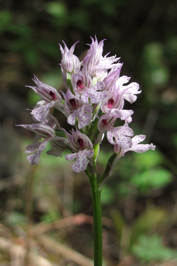 Image of Neotinea tridentata specimen.