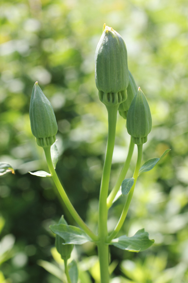 Image of Ostrowskia magnifica specimen.