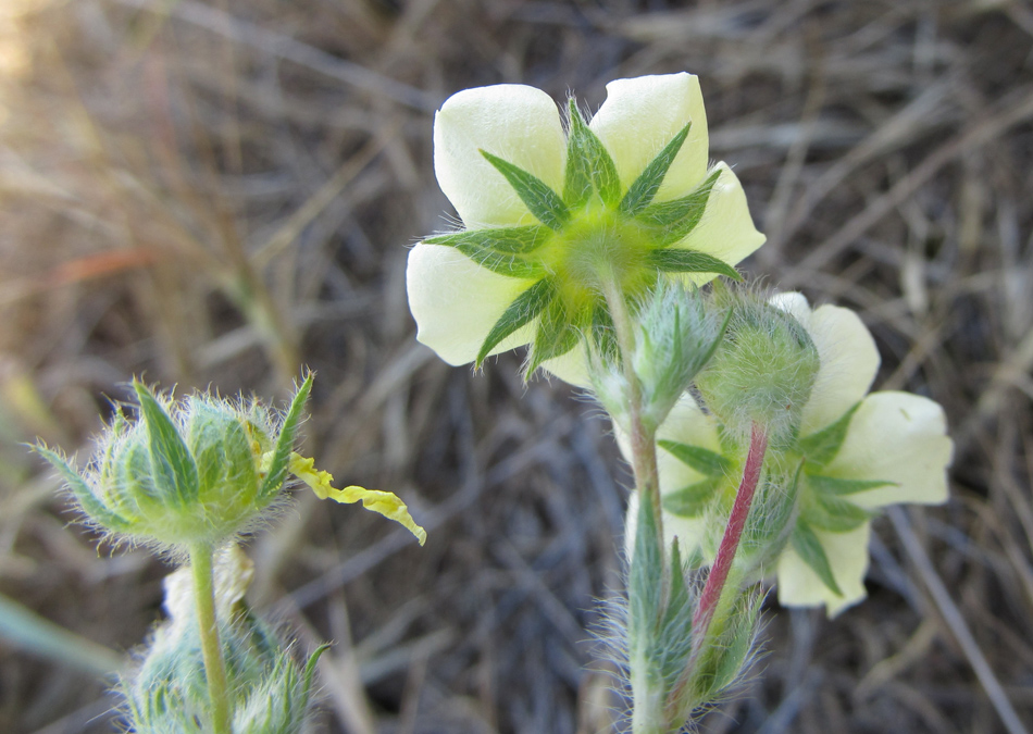 Изображение особи Potentilla semilaciniosa.