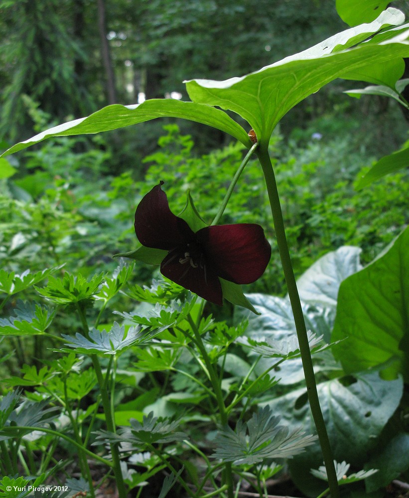 Изображение особи Trillium sulcatum.