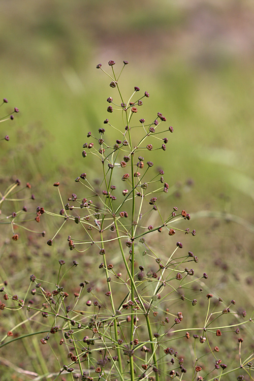 Image of Alisma plantago-aquatica specimen.