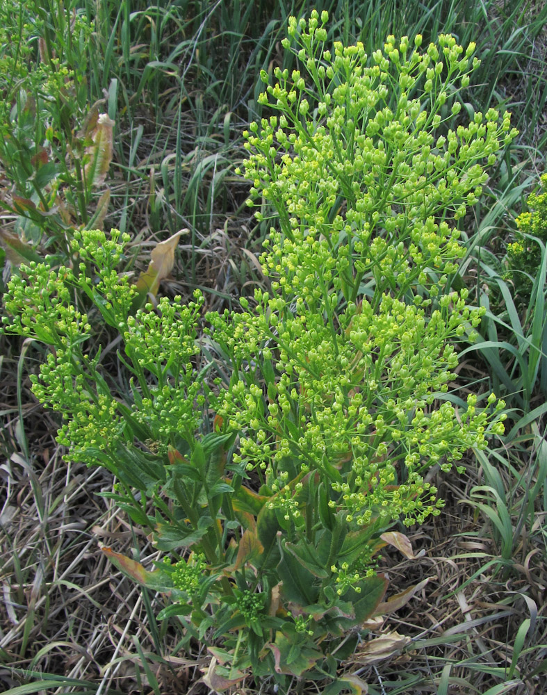 Image of Bunias orientalis specimen.